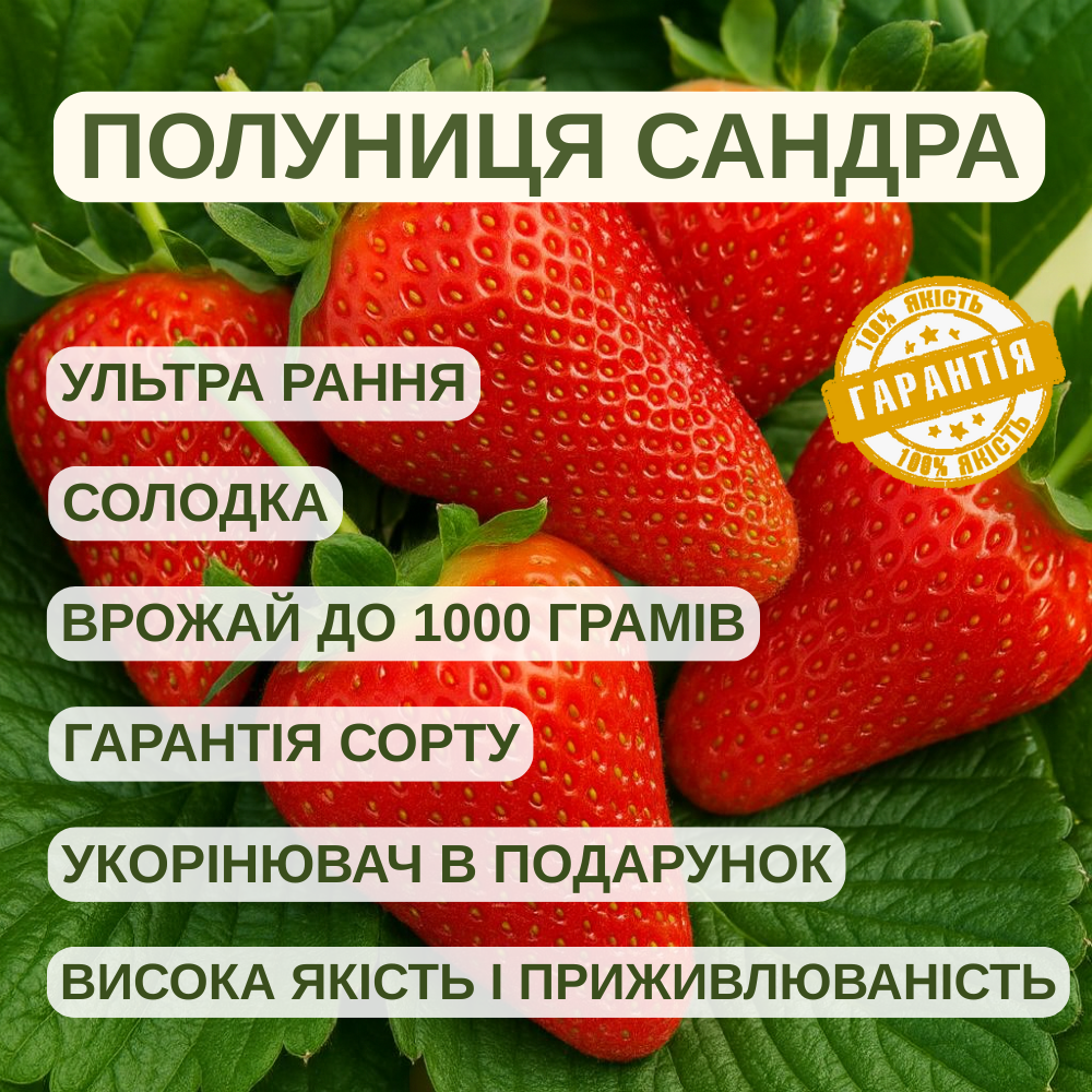 Саджанці полуниці (розсада) Сандра (Sandra) - ультра рання, солодка, крупноплідна, фото 1