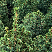 Живі ялинки