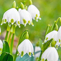 Білоцвіт Gravetye Giant