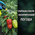 ⛈ Обробка перцю та баклажанів після несприятливої погоди