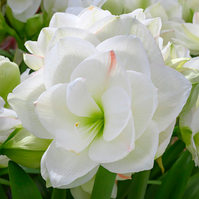 Амариліс White Amadeus