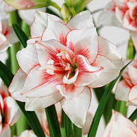 Амариліс Elvas