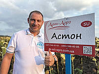 Соняшник під гранстар Астон. Насіння під гранстар Астон 58ц/га, вовчок A-G, олія 55%. Економ, фото 2