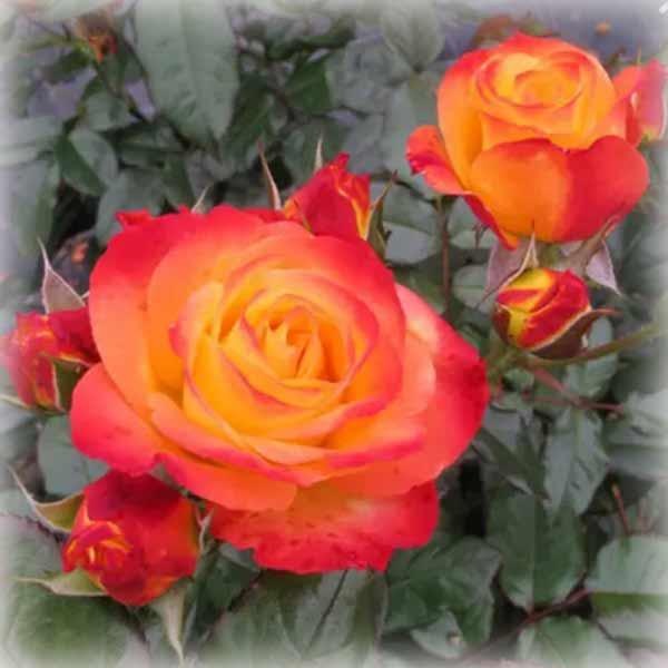 Троянда спрей Мамбо (Mambo), фото 1