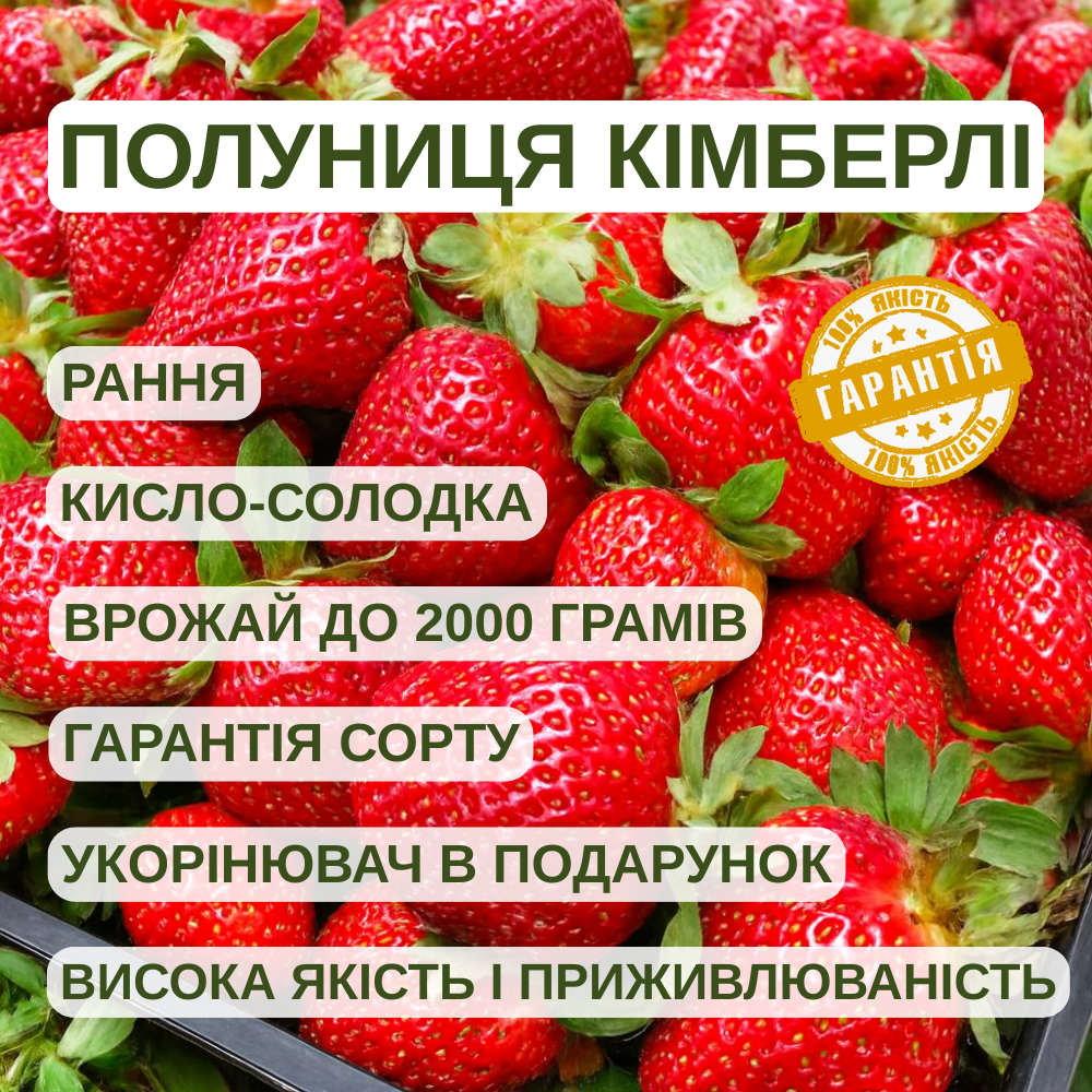 Саджанці полуниці (розсада) Кімберлі (Кimberly) - рання, крупноплідна, врожайна, фото 1