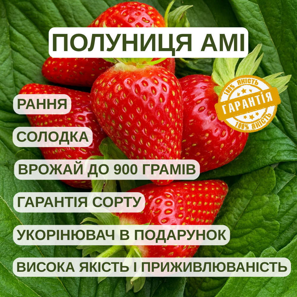 Саджанці полуниці в касеті Амі (Amy) - рання, урожайна, траспортабельная (в касеті) + Подарунок, фото 1
