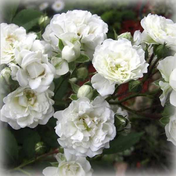 Троянда грунтопокривна Альба Мейділанд (Alba Meidiland), фото 1