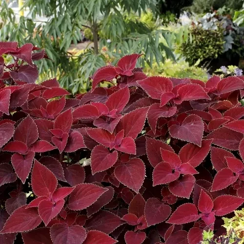 Колеус Візард Вельвет Ред 10 насінин Seedera, фото 1