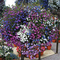 Лобелія Суміш 0,1 г Seedera