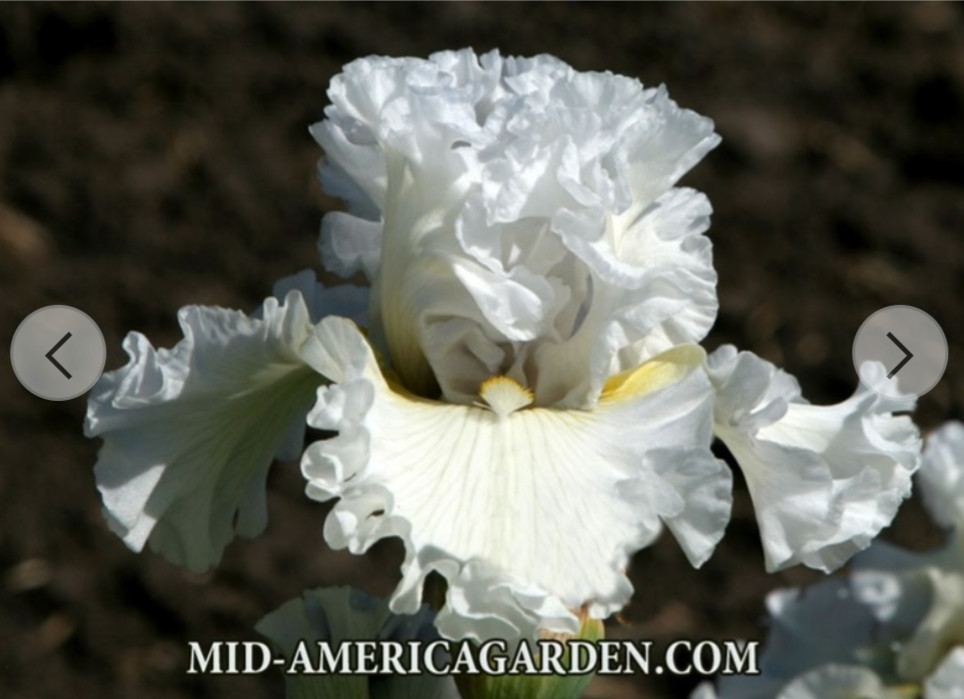 Winter's Smile (P.Black,2016), фото 1