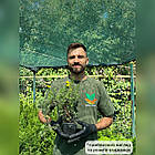 Саджанці Перстачу Саттерс Голд (Satters Gold) Р9, фото 3