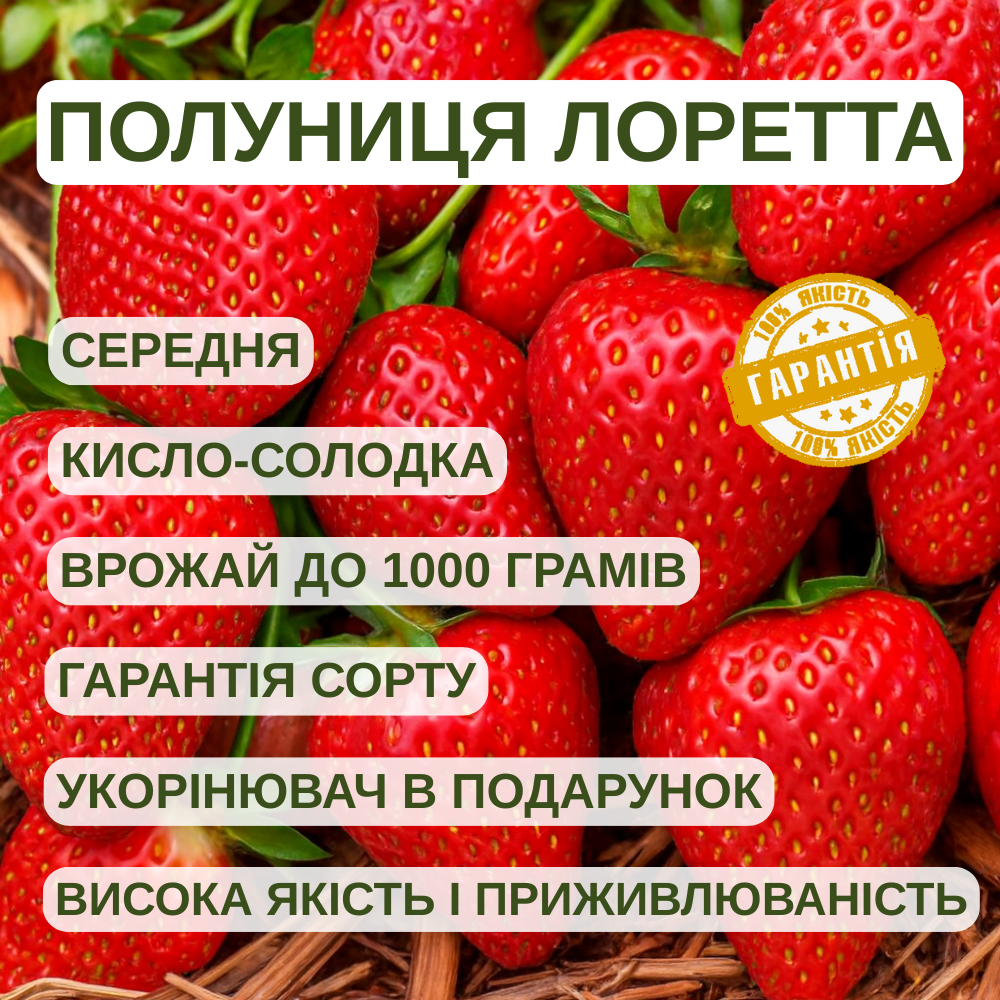 Саджанці полуниці (розсада) Лоретта (Lauretta) - середня, соковита, ароматна, фото 1