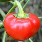 Перець солодкий Колобок червоний (набір 4 шт), фото 3