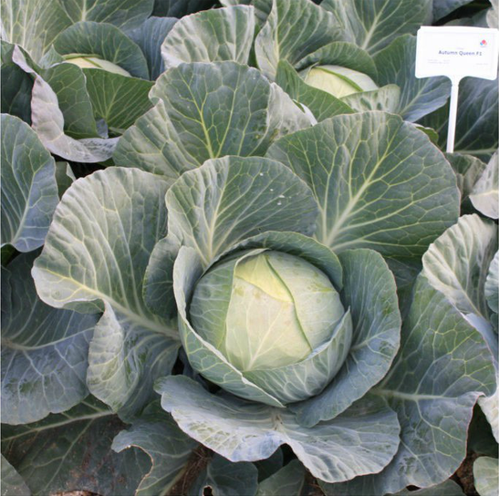 ОТМ КВІН F1 — насіння капусти, Takii Seeds