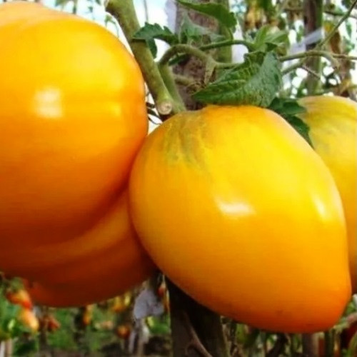 Помідори Гноми Золоте серце 10 шт Сонячний березень, фото 1