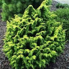 Кипарисовик Лавсона Jeanette 2 річний, Кипарисовик Лавсона Жанет, Chamaecyparis lawsoniana Jeanette