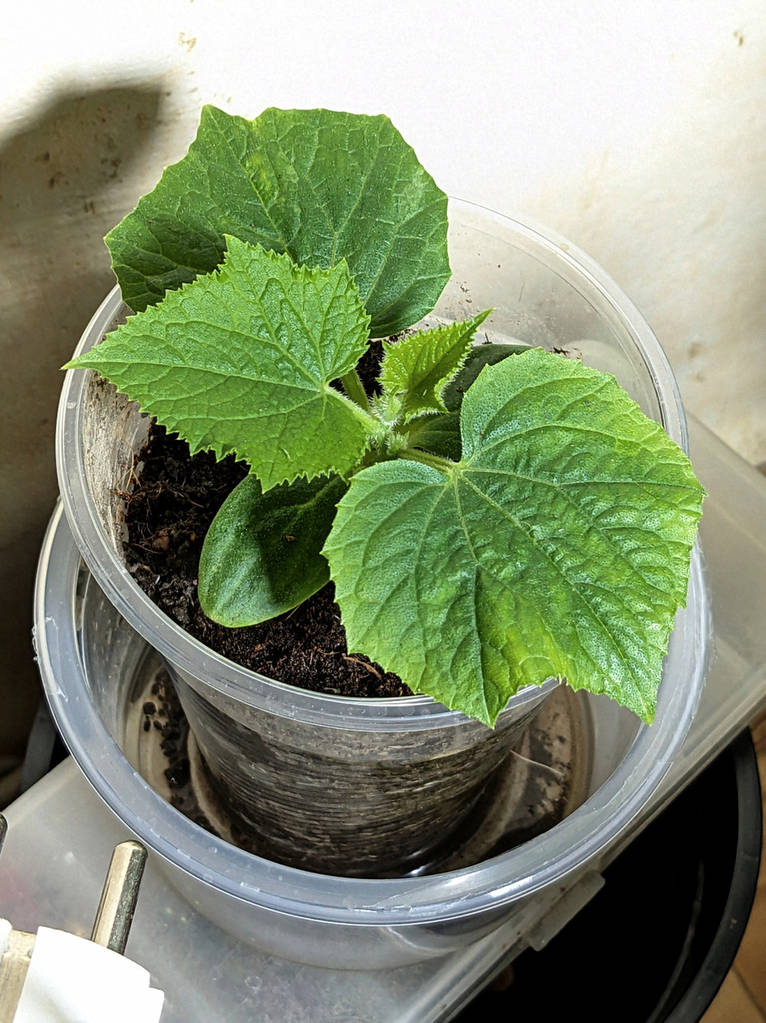 Сульфат магнію 0.5 кг - фото покупців 1