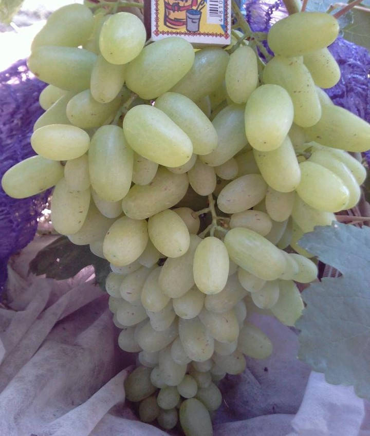 

Кишмиш ГЕЛИОДОР (саженец привитой)