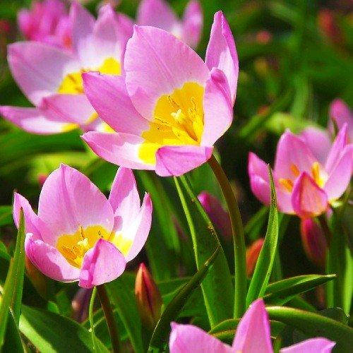 

Тюльпан Bakeri Lilac Wonder (луковицы) 5шт
