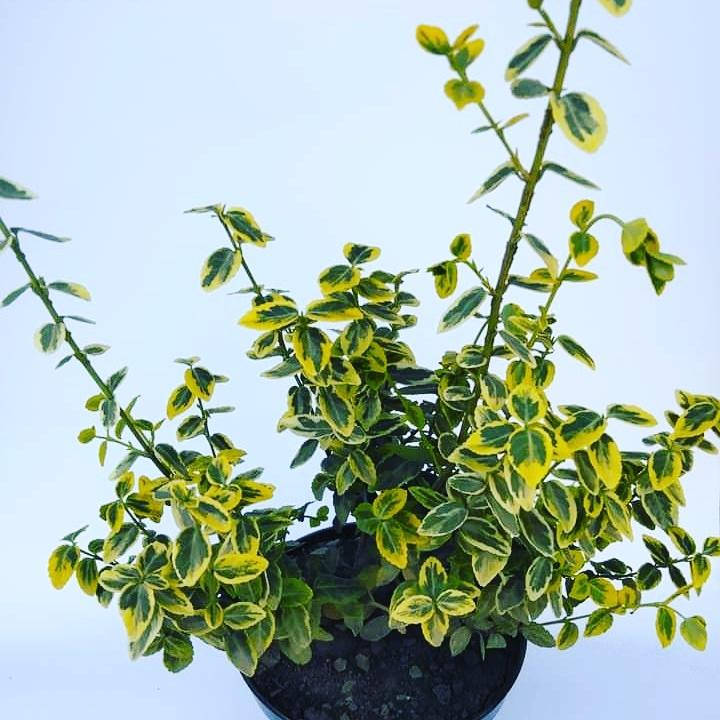 

Бересклет Форчуна Emerald Gold, 30см, С2.