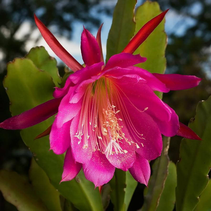 

Эпифиллум розовый, Epiphyllum