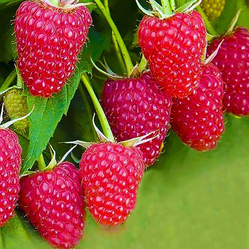 

Малина "Амира"