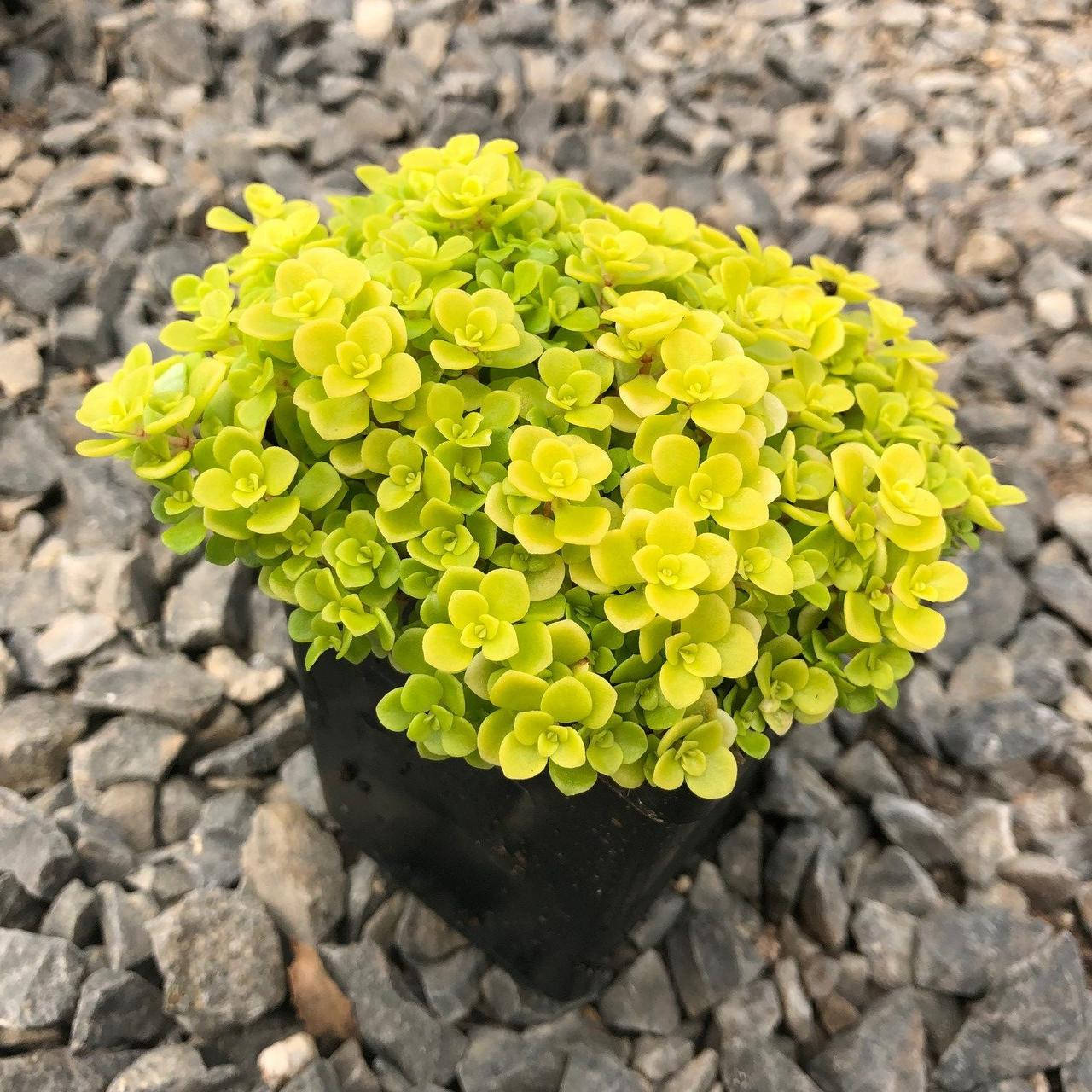 

Очиток (Седум) Огон (Sedum makinoi Ogon)