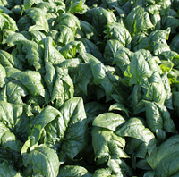 

Шпинат Матадор 3г