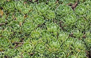 

Ломикамінь волотистий /Ломикамінь волотиста/Saxifraga paniculata