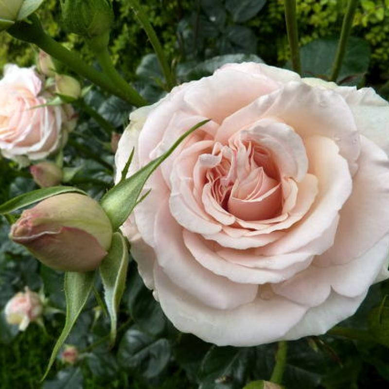 

Роза флорибунда Зе Сохам Роуз