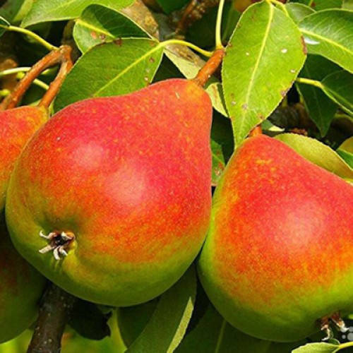 

Груша Любимица клапа