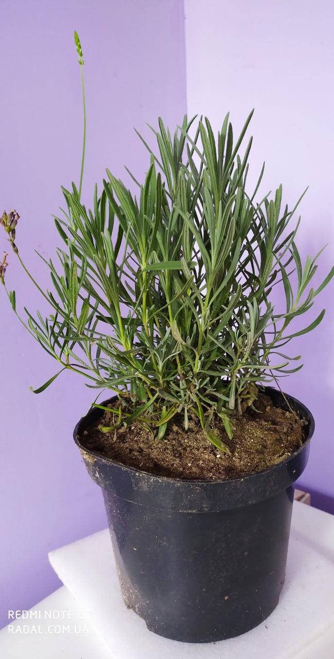 

Лаванда узколистная С2 (горшок 2 литра ) (английская) Lavandula Angustifolia