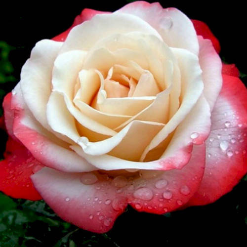 

Саженцы розы "Nostalgie" (Ностальжи)