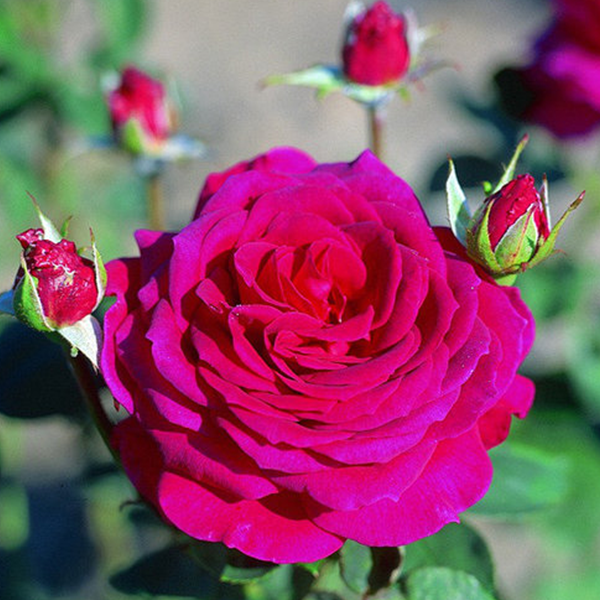 

Саженцы роз «Биг Перпл» (чайно-гибридных) ЗКС