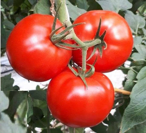 

Капонет F1 10 шт семена томата среднерослого Syngenta Голландия