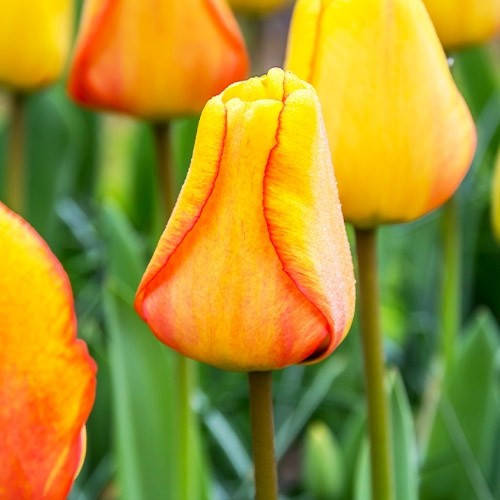

Тюльпаны Blushing Apeldoorn (2 шт.)