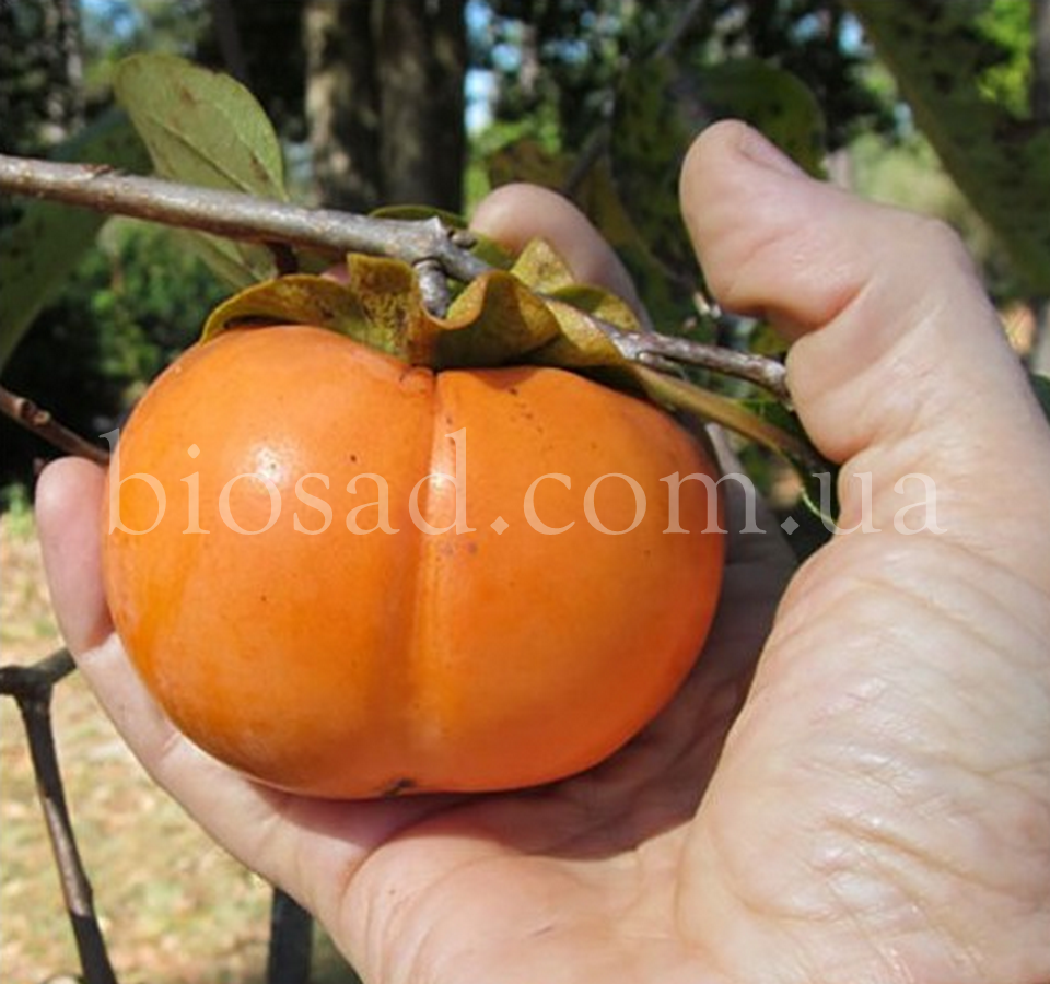 

Хурма Гора Говерла (2 года)