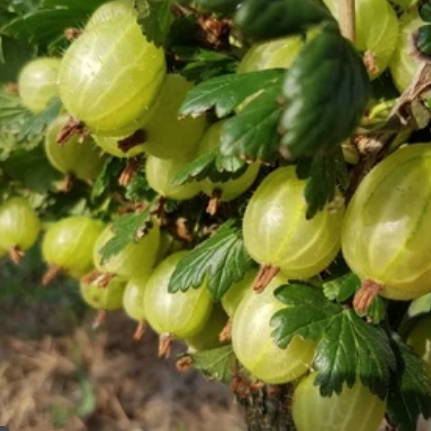 

Инвикта - саженцы крыжовника