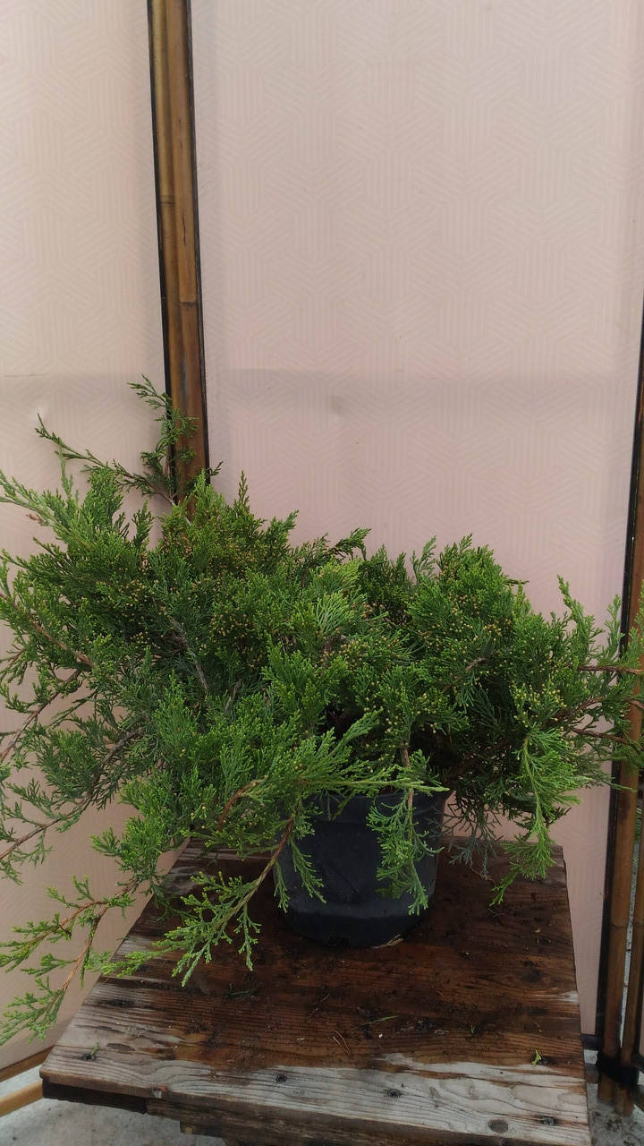 

Ялівець козацкий Рокері Джем / Juniperus sabina Rockery Gem С3 / d 40 / Н 60-40