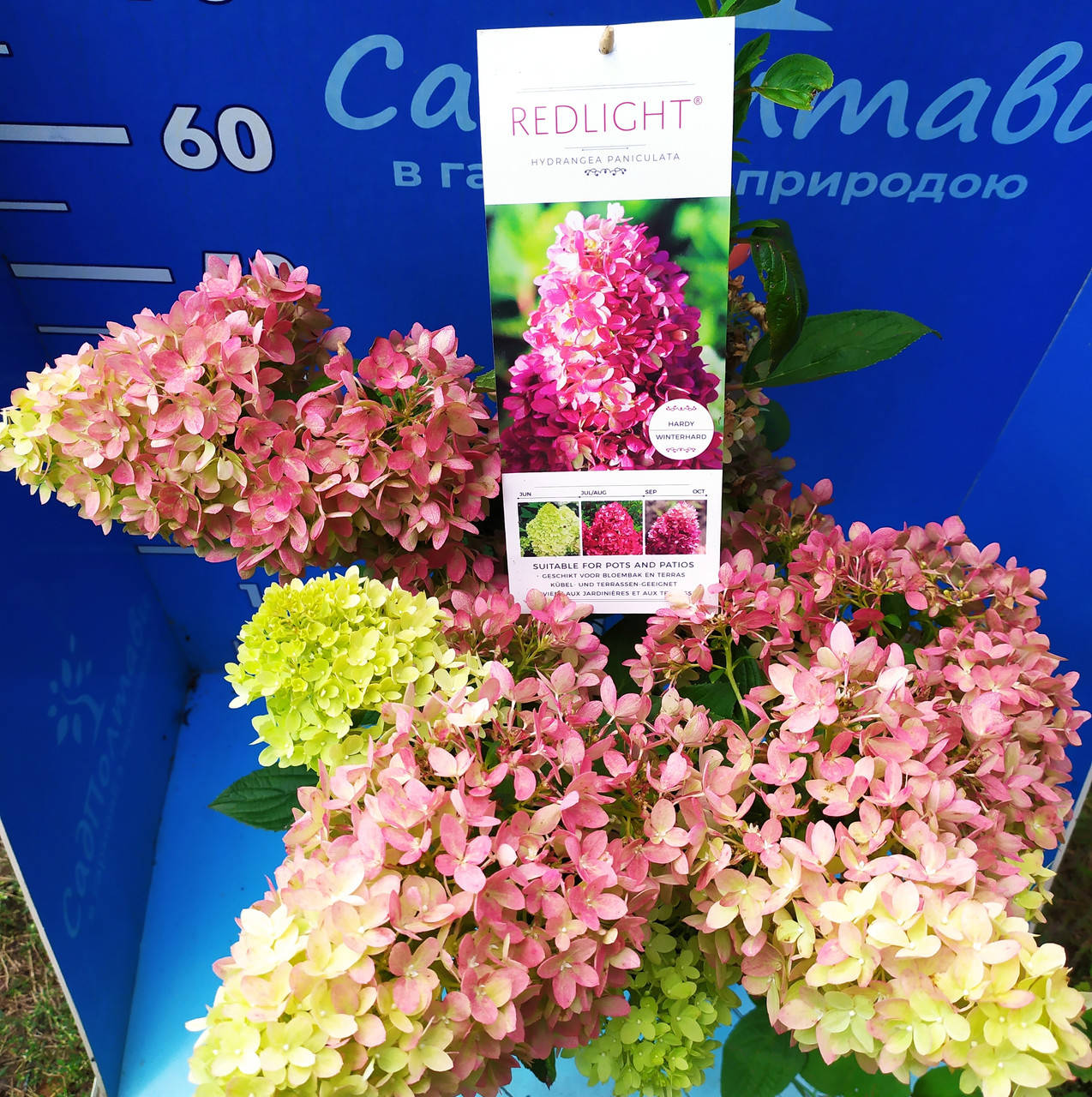

Саженцы гортензии метельчатой Ред Лайт "Hydrangea pan. Red Light" в конт. 5л