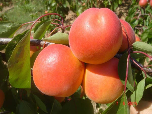 

Саженцы абрикоса ТОМ КОТ