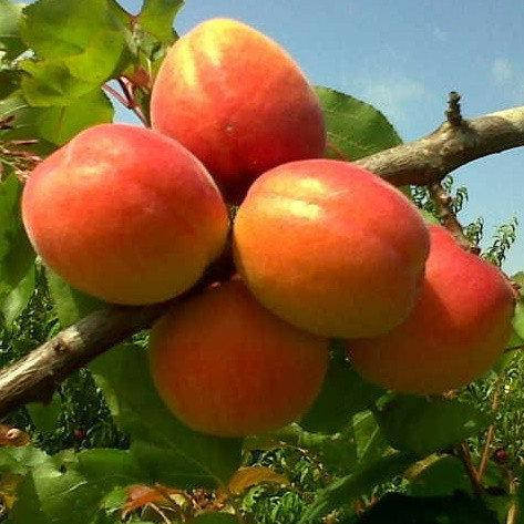 

Саженцы абрикоса ПАЙВЕ