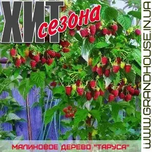

Малина Древовидная "ТАРУСА" / Саженцы / Малиновое дерево / Среднепоздний сорт