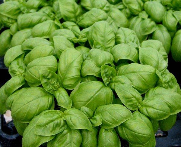 

Базилик " Мариан / Marian " 250 г (Enza Zaden / Энза Заден)