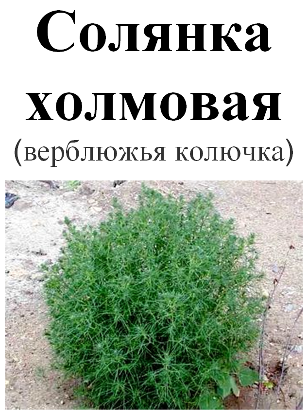 

Солянка холмовая (верблюжья колючка), 30 грамм