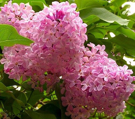 

Саженцы сирени КОЛИФОРНИЯ РОУЗ
