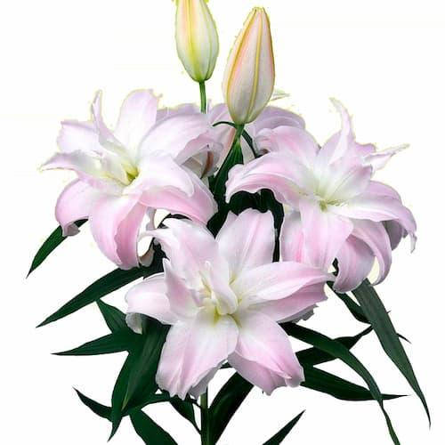 

Лилия Roselily Edsilia