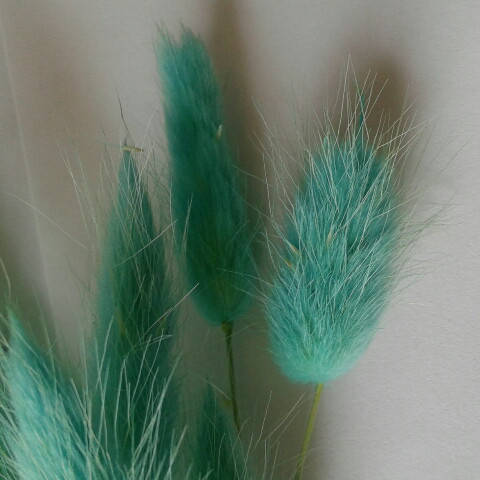 

Сухоцвет лагурус бирюзовый (10штук в пучке)