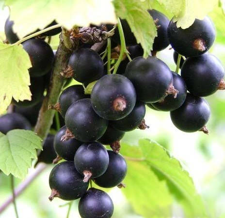 

Саженцы смородины Бен Тиран 1 летние