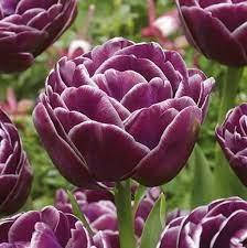 

ТЮЛЬПАН МАХРОВЫЙ НОРМАНДИЯ (5 лук)